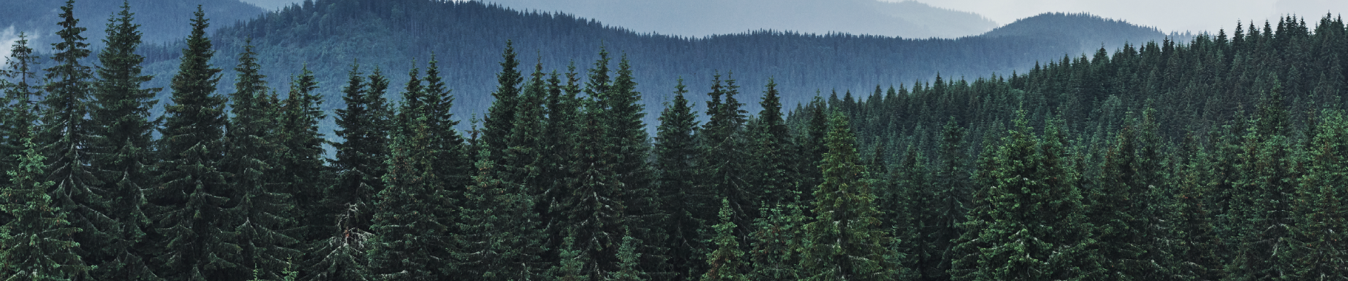 Forest EUDR