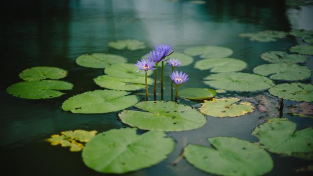 bloemen vijver