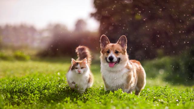 happy animals