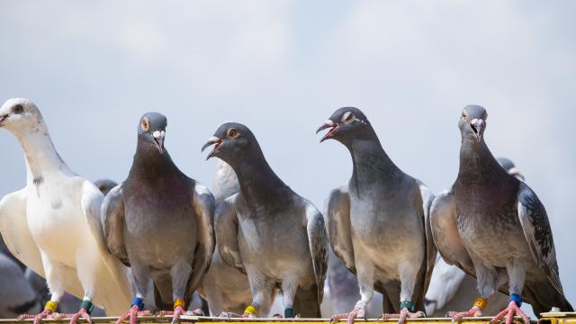 pigeons sport